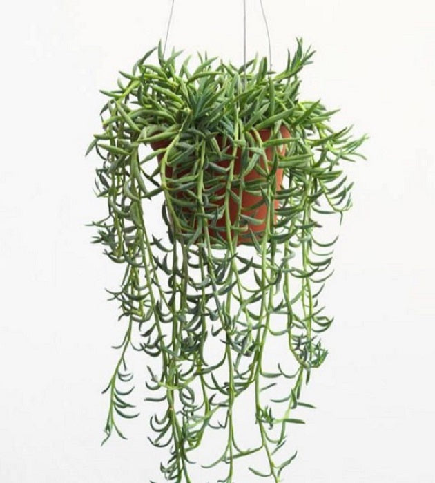 string of banana succulent String Of Bananas – Fragrance Plants and Flowers