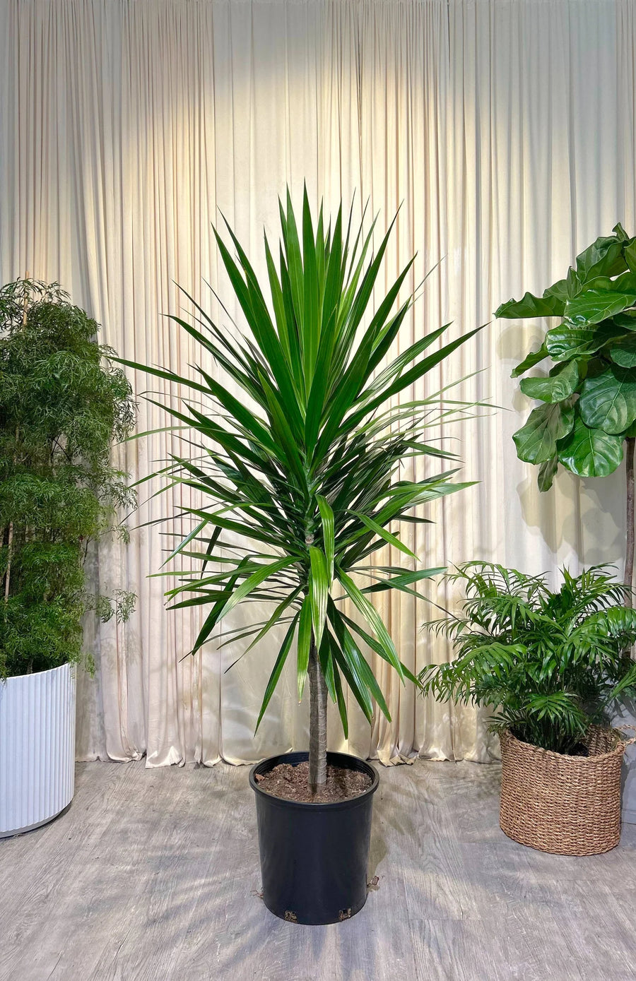 dracaena arborea Dracaena Tarzan – Fragrance Plants and Flowers