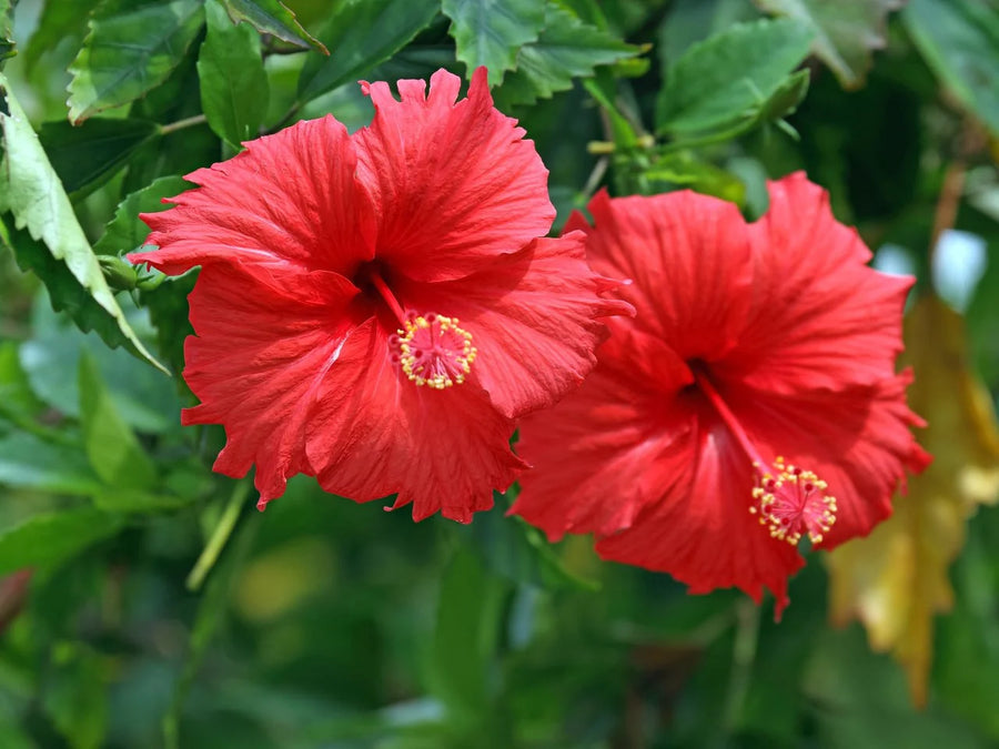 Hibiscus Bush