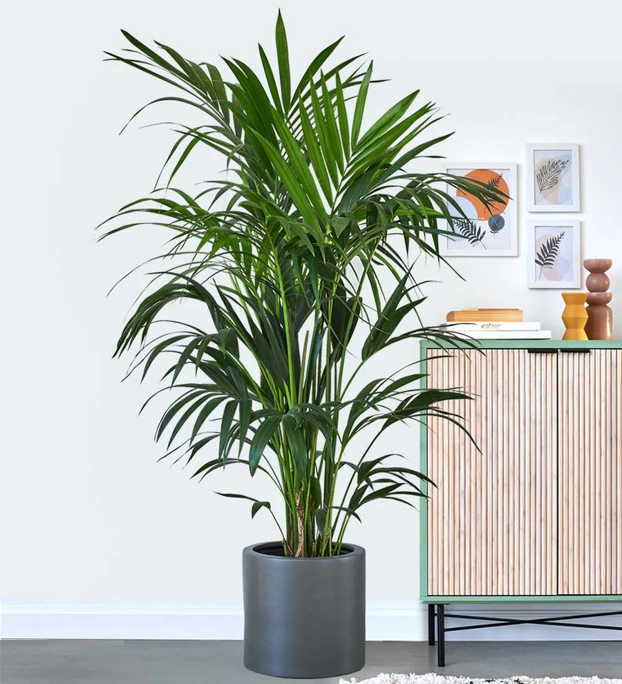 kentia palm plants indoor Kentia Palm – Fragrance Plants and Flowers