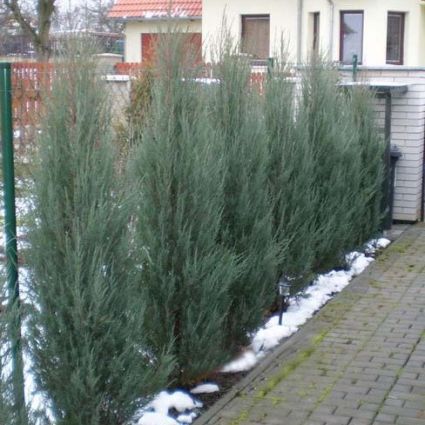 Blue Juniper