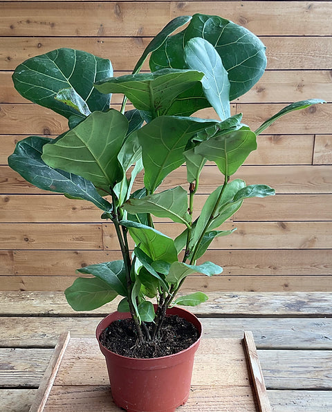 Fiddle Leaf Fig