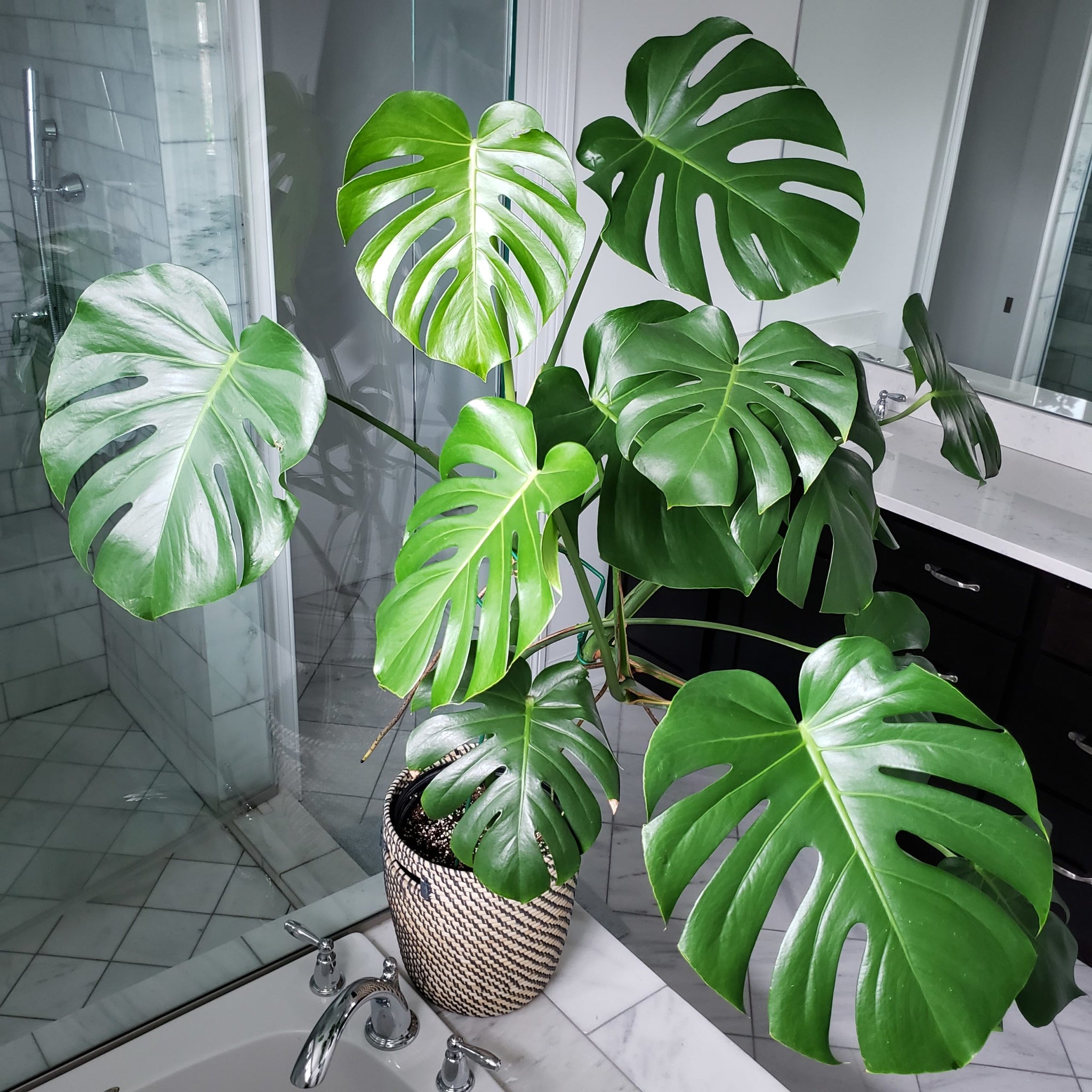 order monstera plant Monstera – Fragrance Plants and Flowers