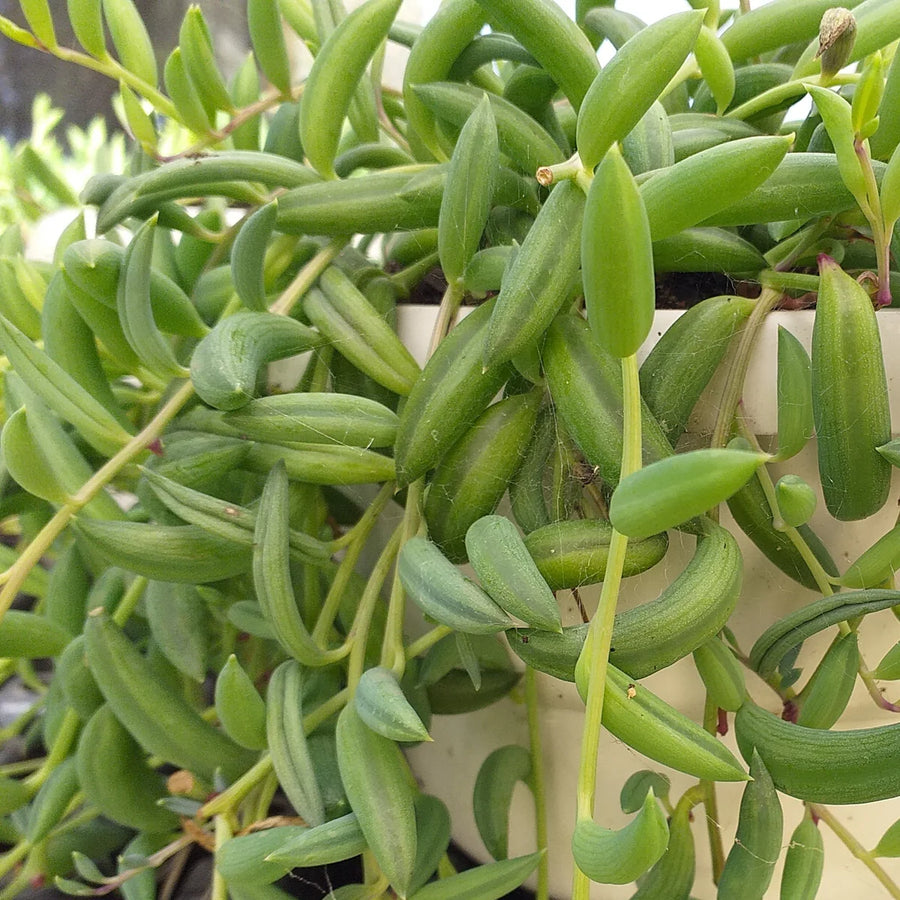 String Of Bananas