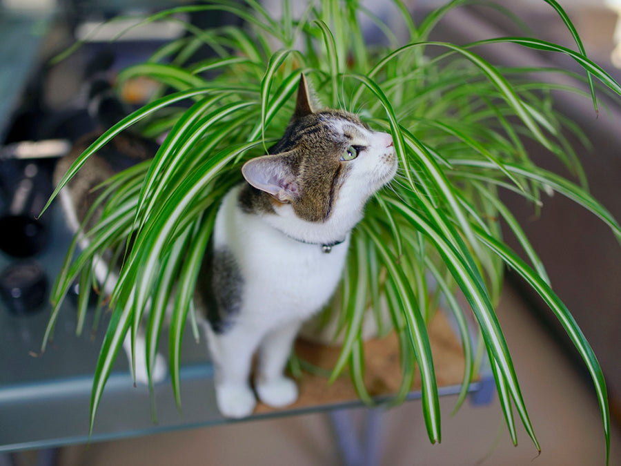 spider plant Spider Plant – Fragrance Plants and Flowers
