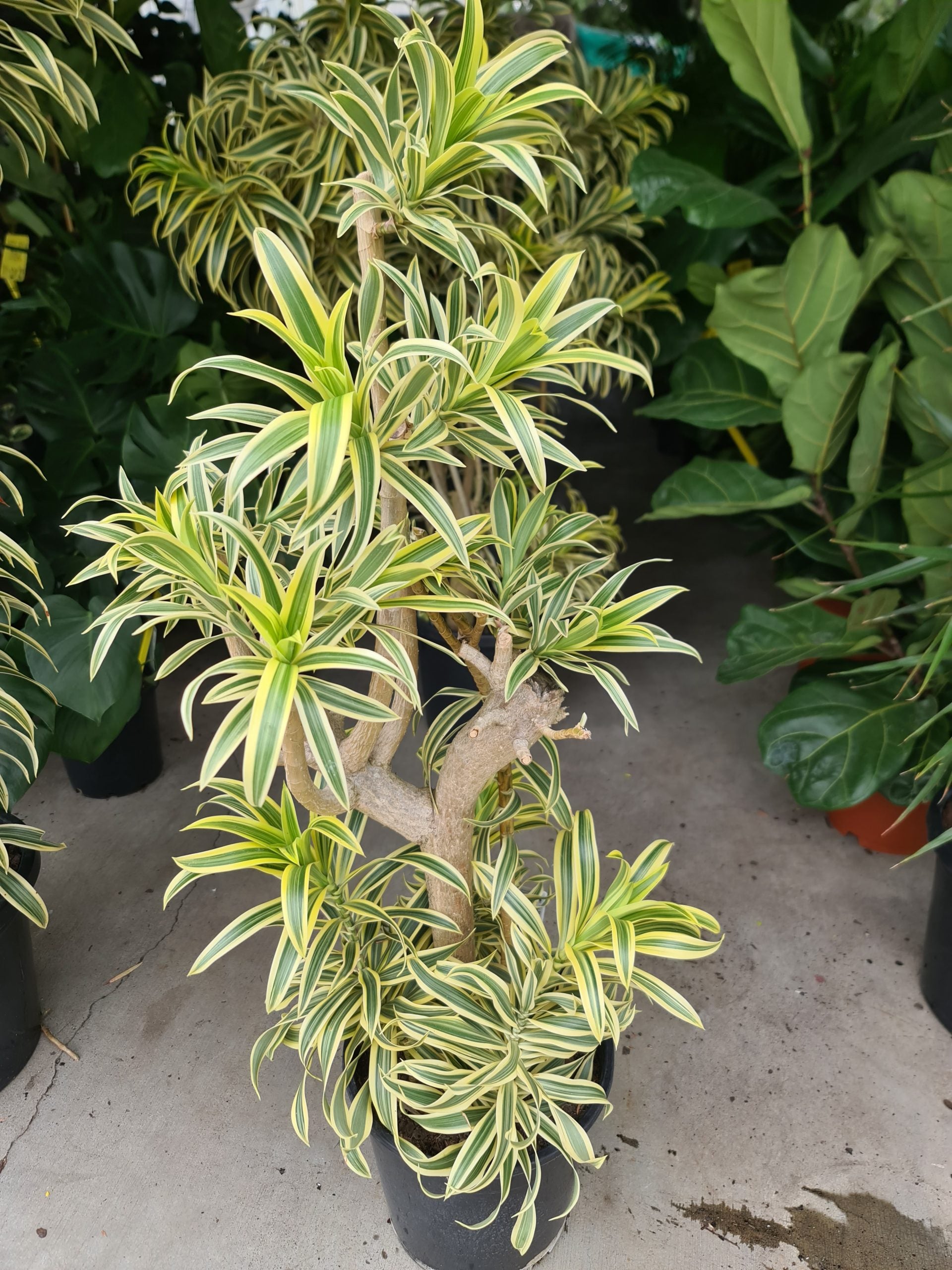 dracena song of india Song of India – Fragrance Plants and Flowers