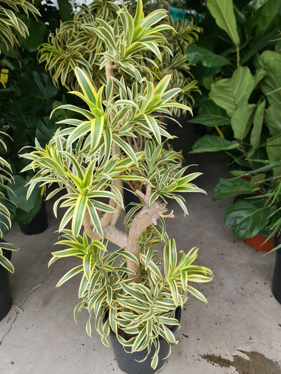 dracaena reflexa india Song of India – Fragrance Plants and Flowers