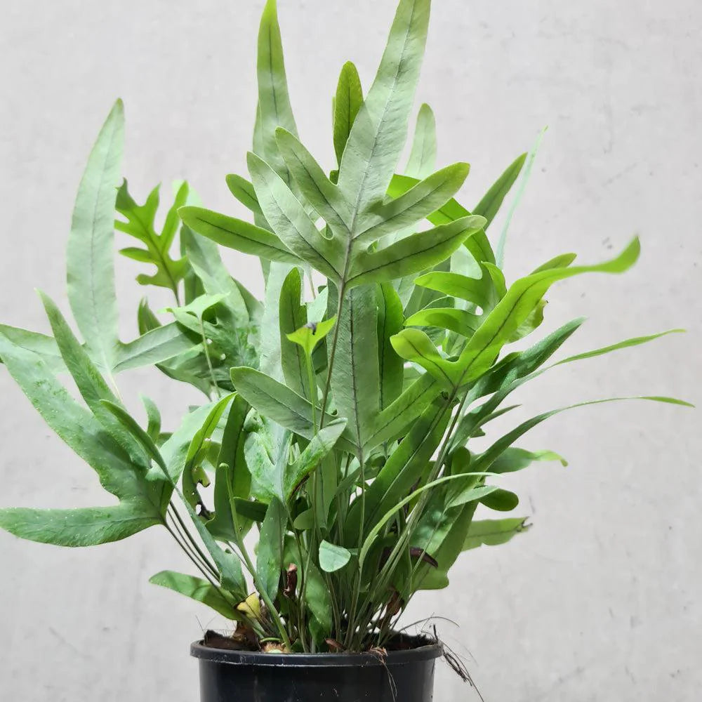 Blue Star Fern – Fragrance Plants and Flowers