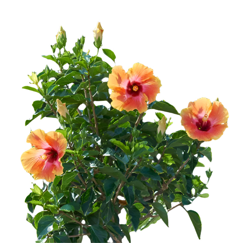 Hibiscus Bush