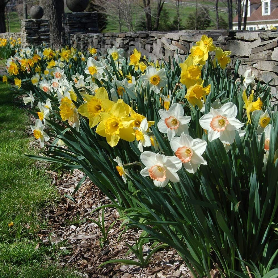 Large Daffodils