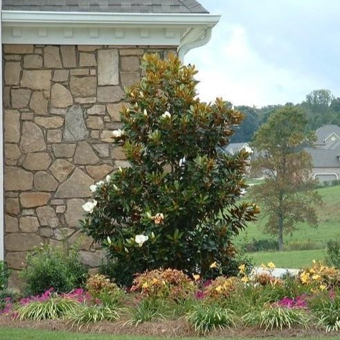 magnolia house plant Magnolia Tree – Fragrance Plants and Flowers