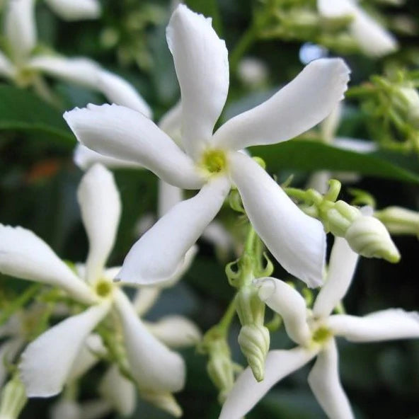 Star Jasmine Vine