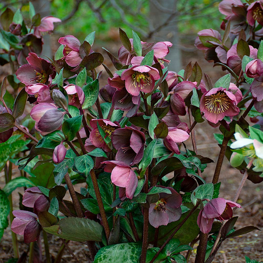 Helleborus