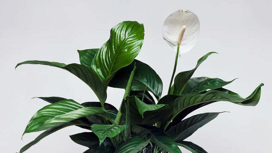 Peace Lily