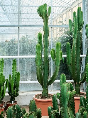 Euphorbia Ingens