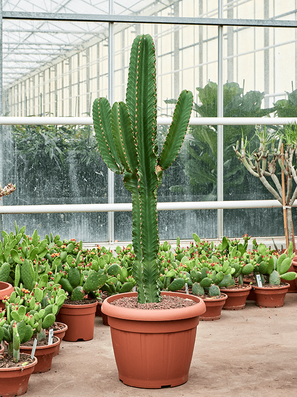 Euphorbia Ingens