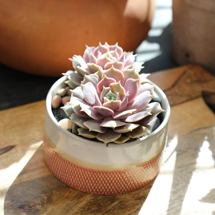 real pink succulent plants Pink Echeveria – Fragrance Plants and Flowers