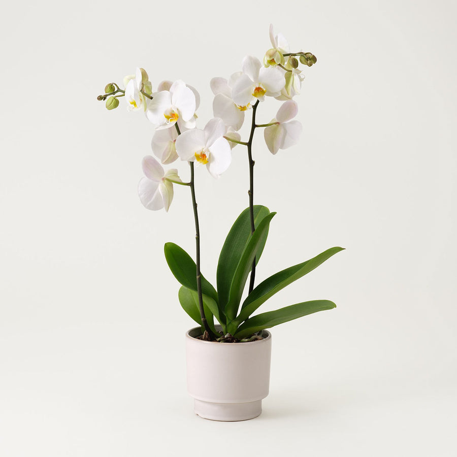 White Single, Double Orchid with Glass/ White/ Black pot