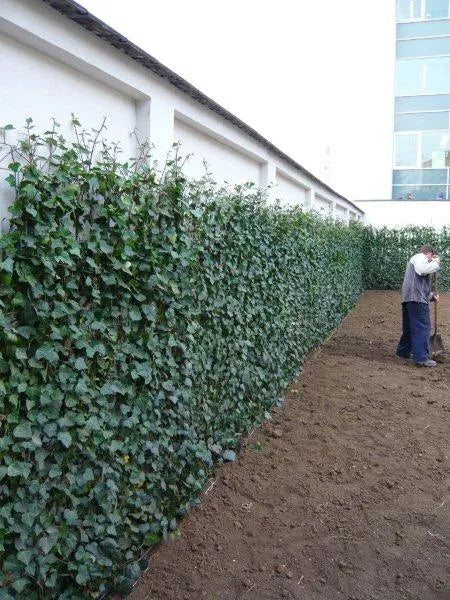 ivy plant trellis Ivy Trellis – Fragrance Plants and Flowers