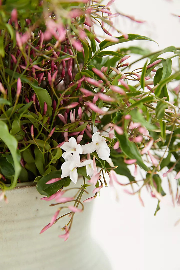 star jasmine plant indoor Star Jasmine Vine – Fragrance Plants and Flowers