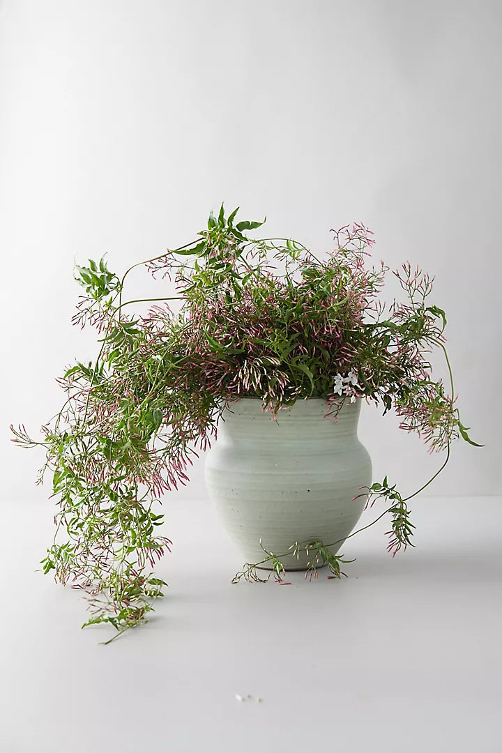 jasmine vine plant indoor Star Jasmine Vine – Fragrance Plants and Flowers