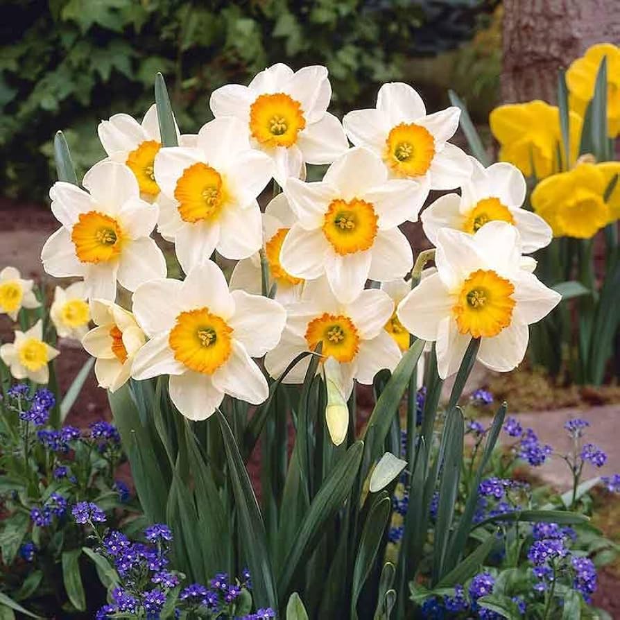 Large Daffodils