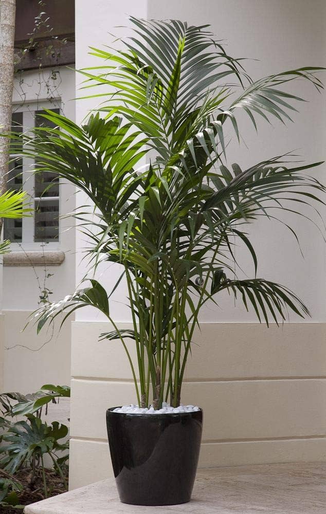 Kentia Palm