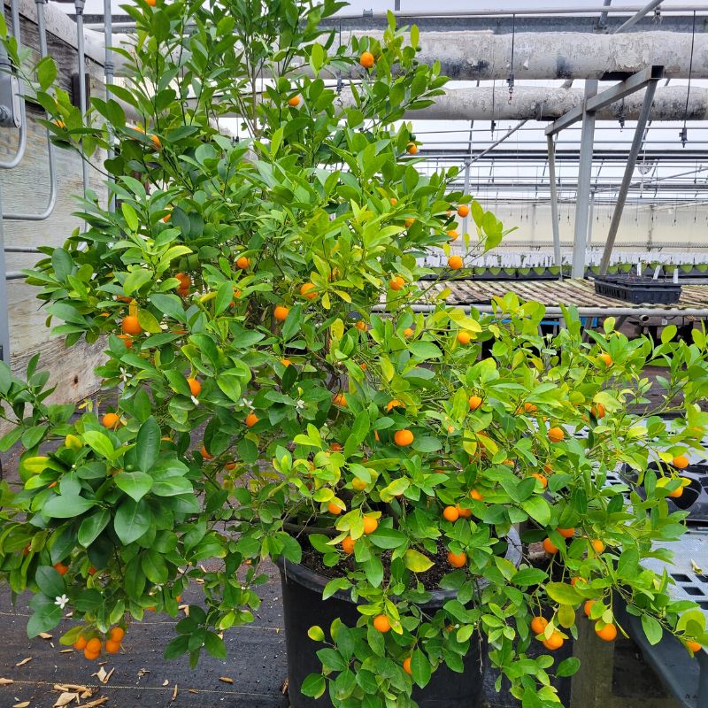 Calamondin Orange