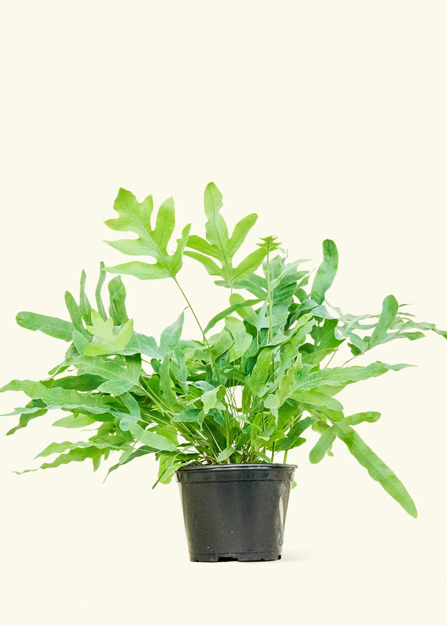blue star fern spores Blue Star Fern – Fragrance Plants and Flowers