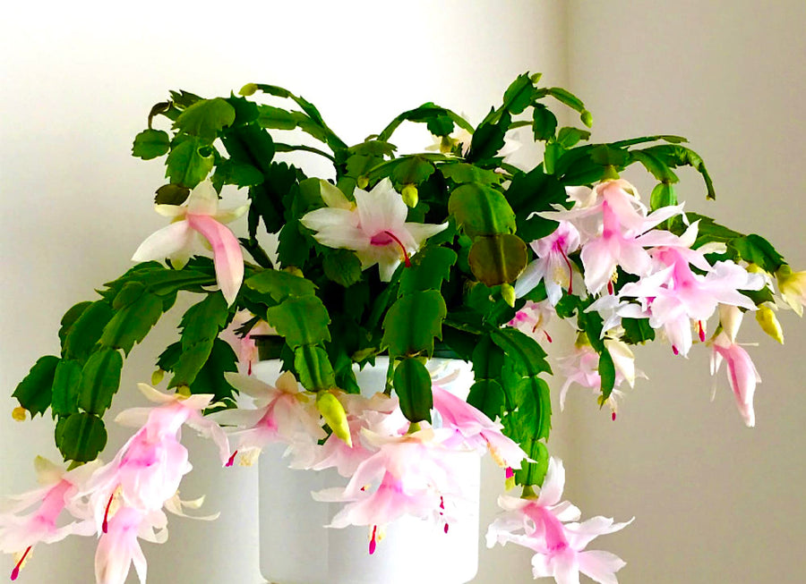 Christmas Cactus