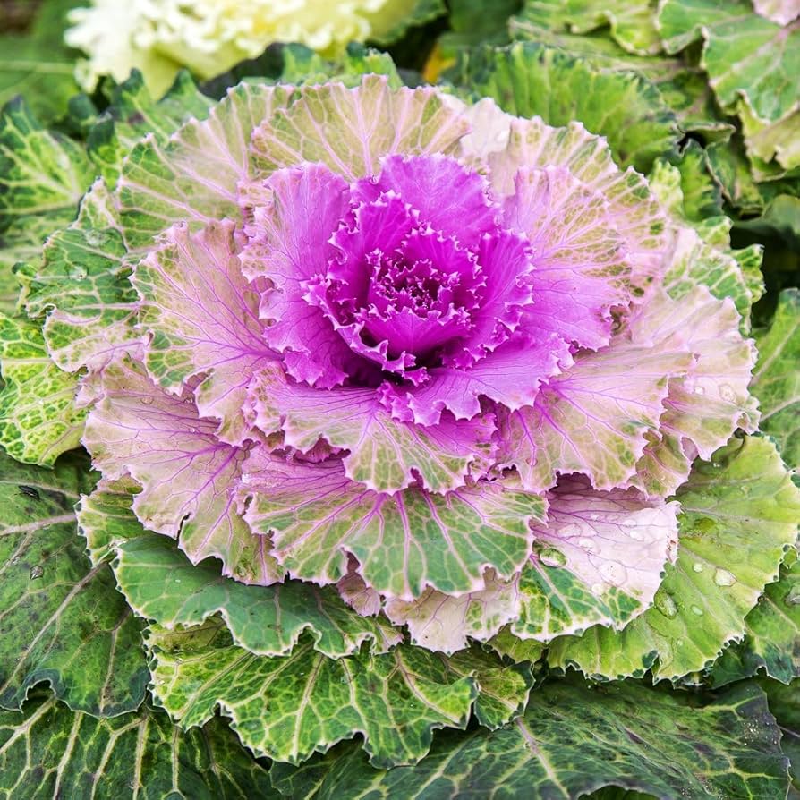 Kale plant