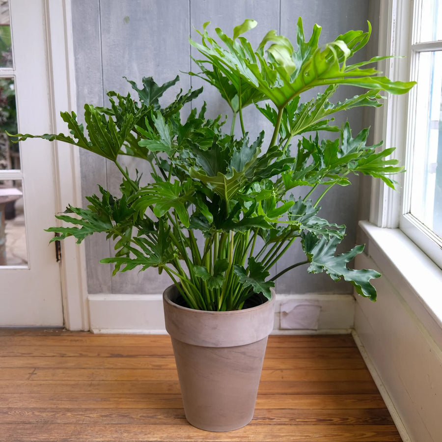 philodendron selloum drooping Philodendron Selloum – Fragrance Plants and Flowers