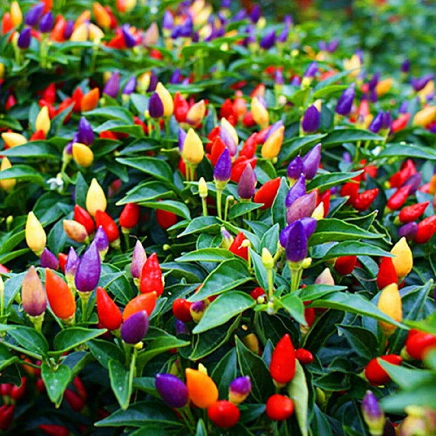 Ornamental Peppers