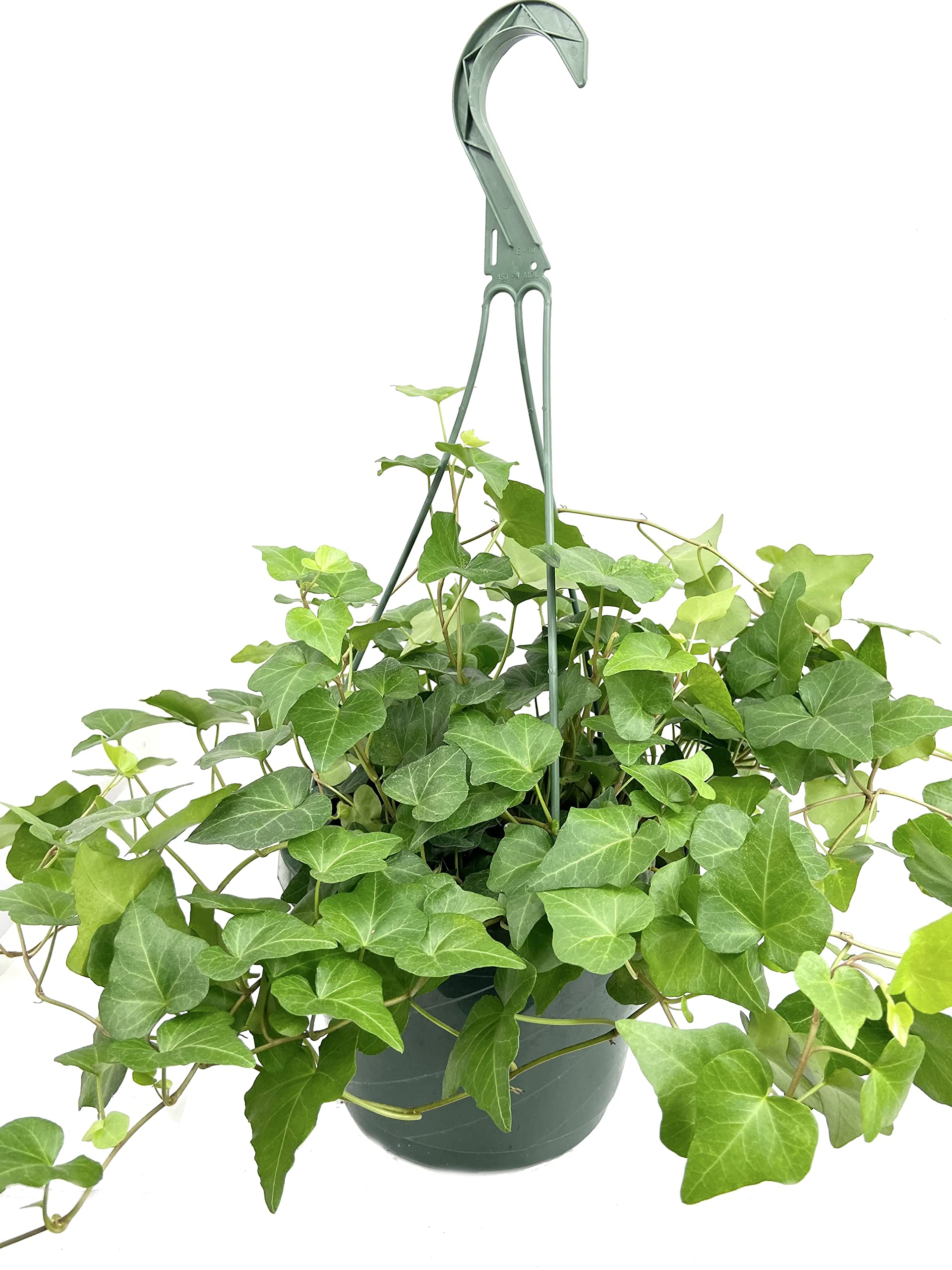 types of hanging ivy plants Ivy – Fragrance Plants and Flowers