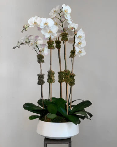 5 Stems White Orchid In Pot