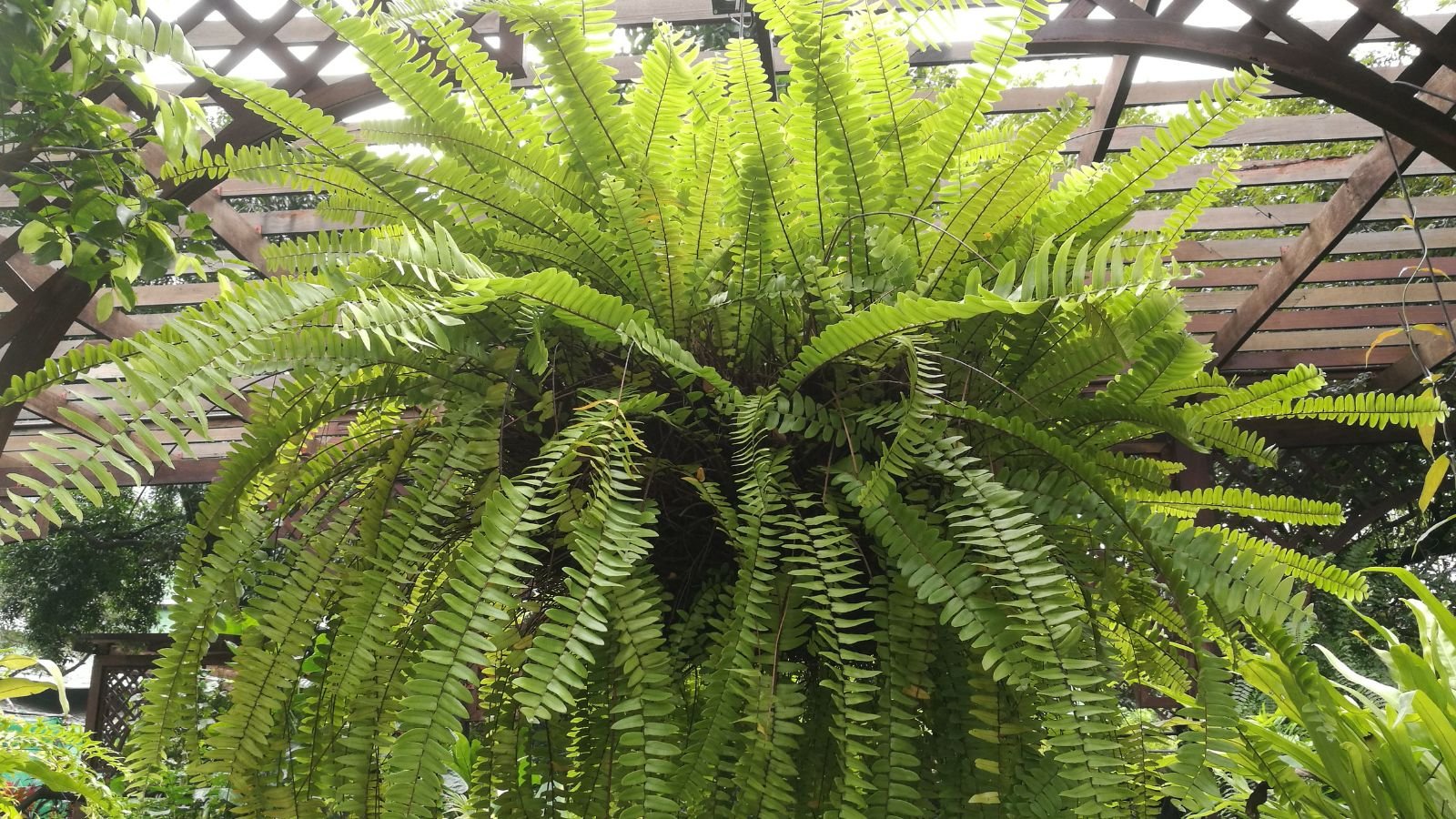 boston fern plant seeds Boston Fern – Fragrance Plants and Flowers