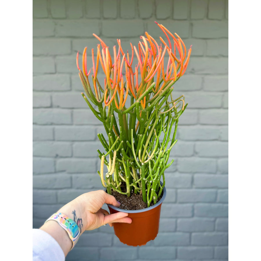 green stick like succulent Firestick Pencil Cactus – Fragrance Plants and Flowers