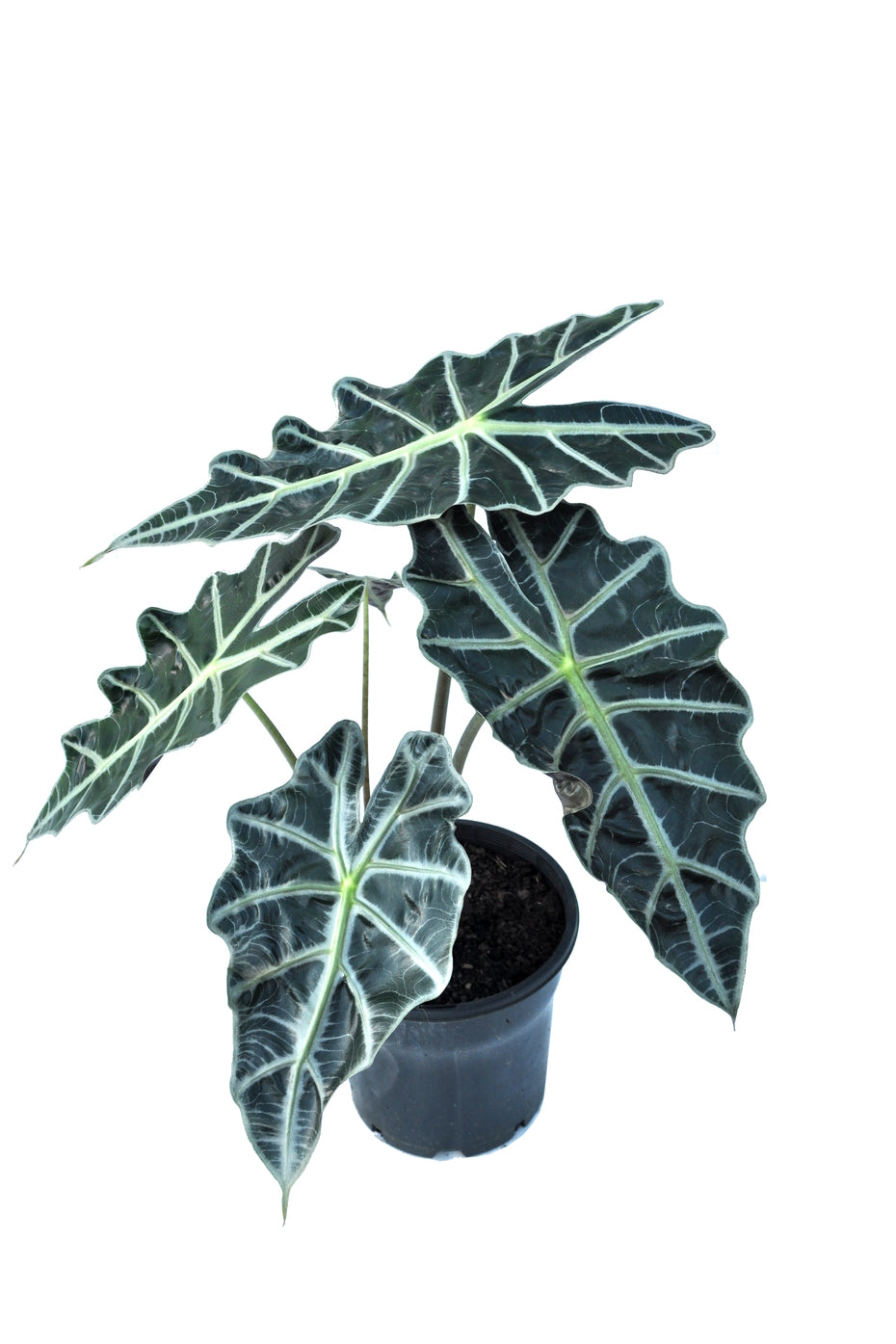 Alocasia Polly – Fragrance Plants and Flowers