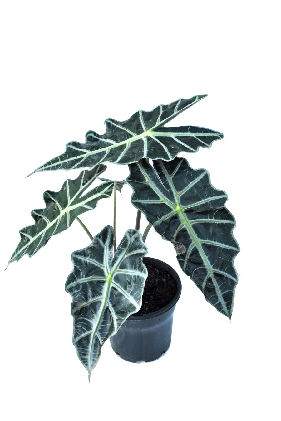 poly elephant ear plant Alocasia Polly – Fragrance Plants and Flowers