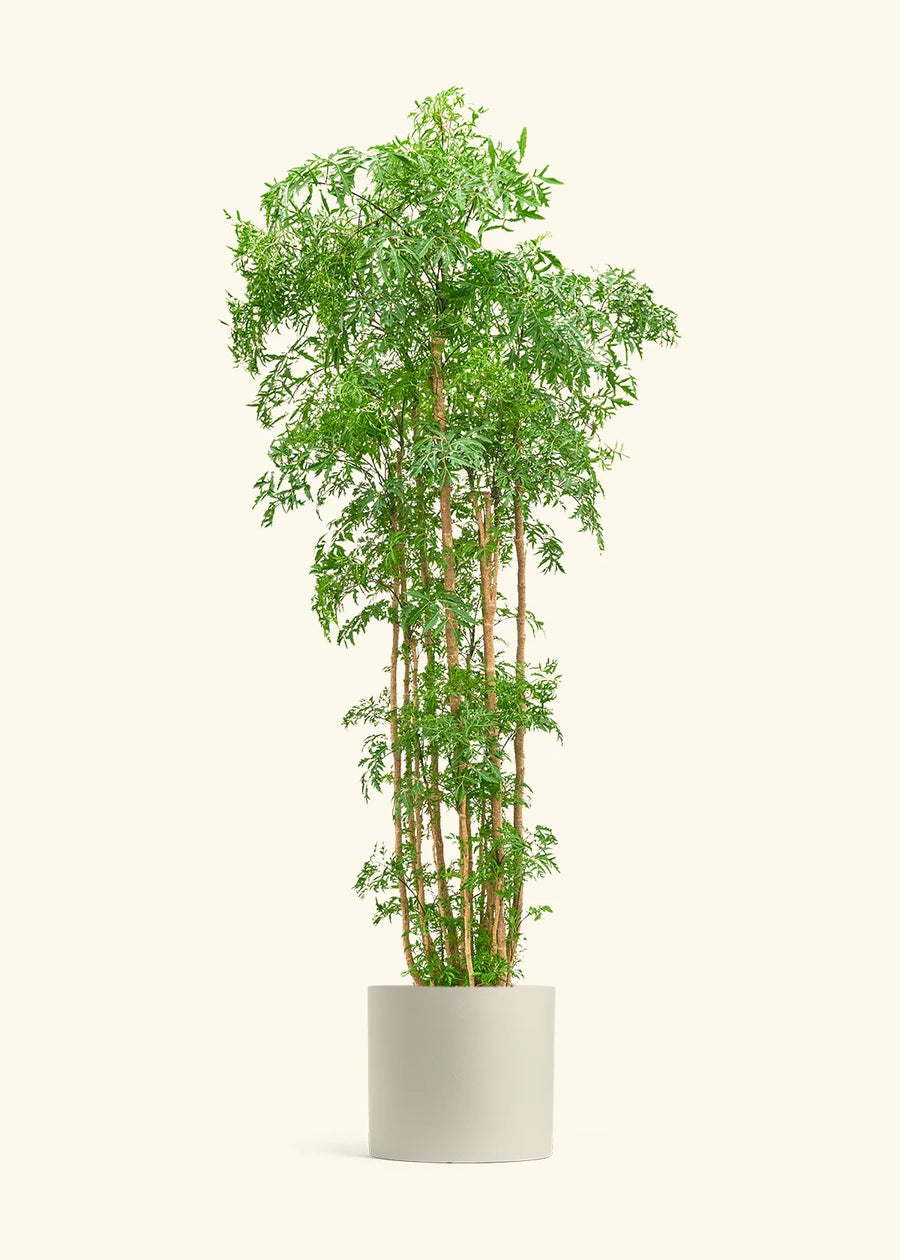 Ming Aralia