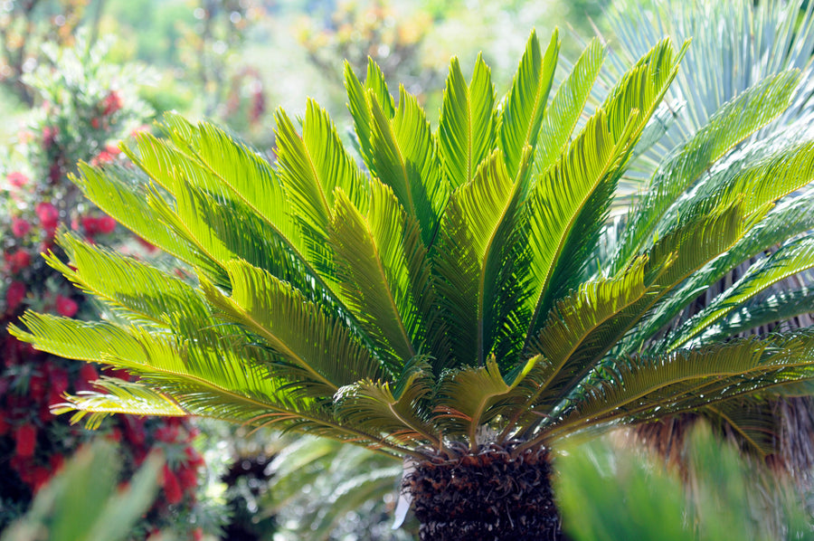 Sago Palm