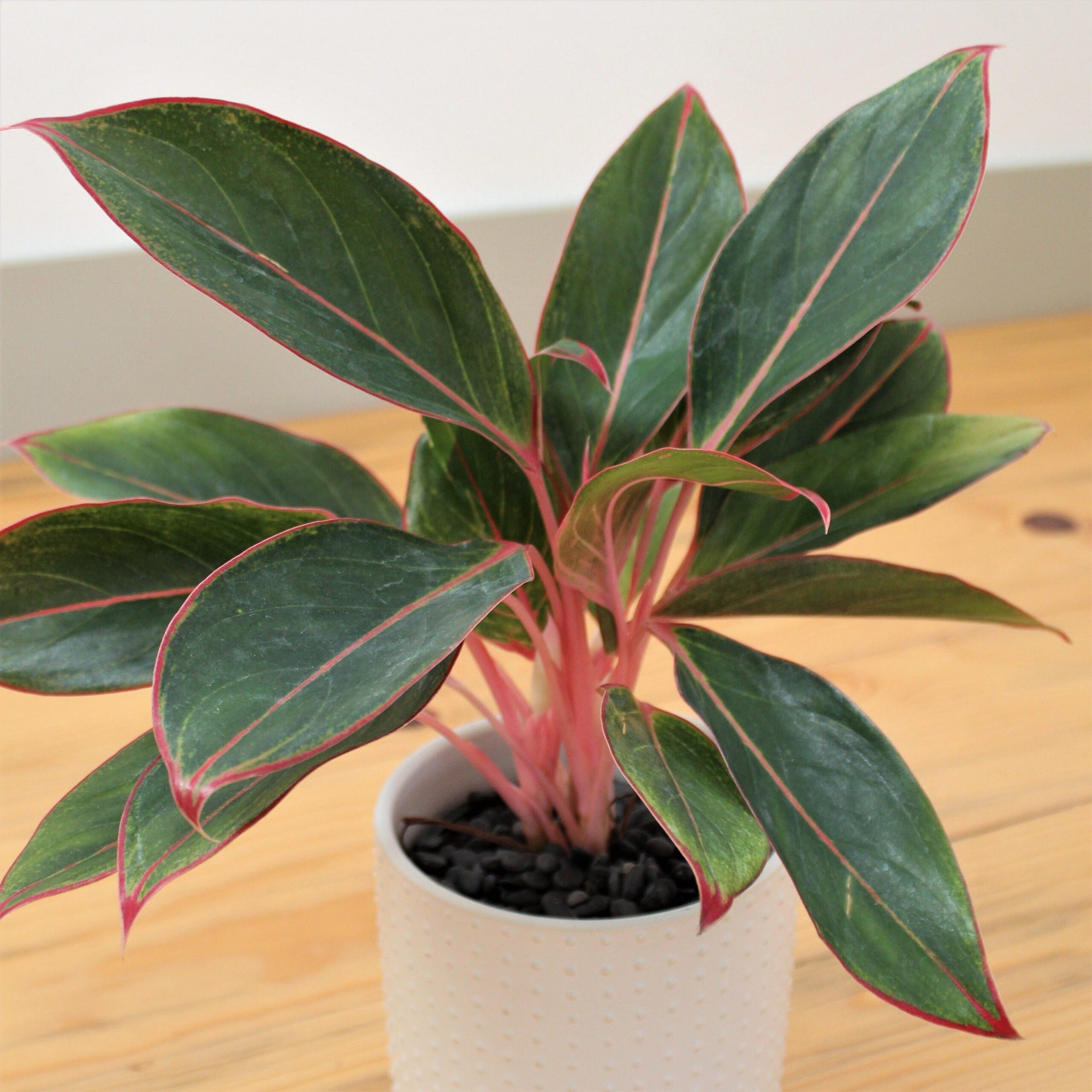 aglaonema jazzed gems Aglaonema Sapphire Suzanne – Fragrance Plants and Flowers