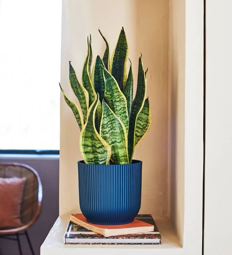 Snake Plant