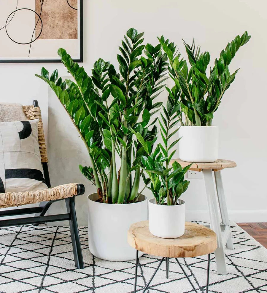 zz plant family ZZ Plant – Fragrance Plants and Flowers