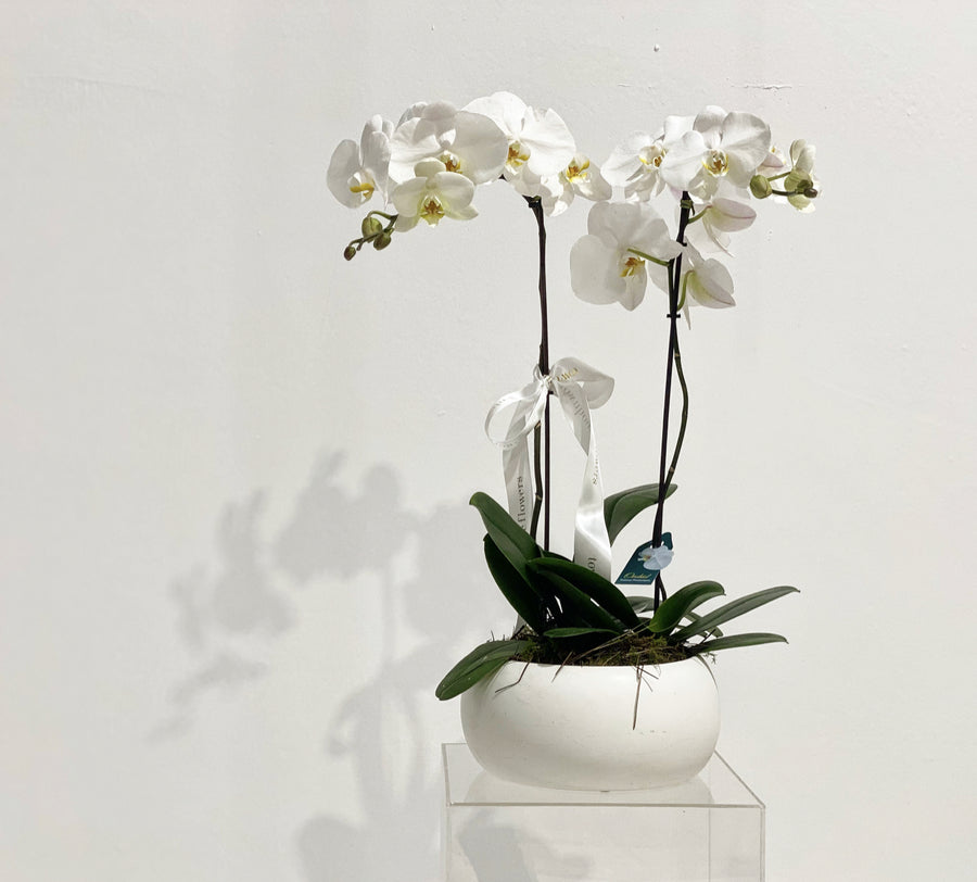 LARGE 2 Stem Orchid with WHITE/BLACK/GLASS/GOLD/SILVER Pot