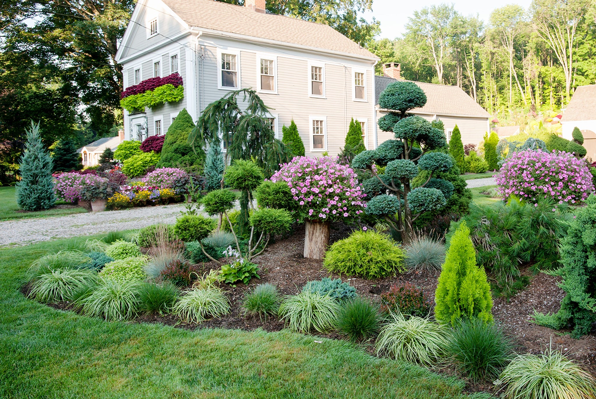Pom Pom Boxwood – Fragrance Plants and Flowers