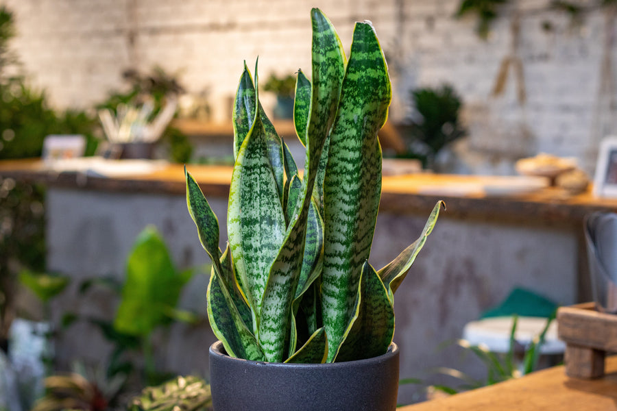 small snake plant Snake Plant – Fragrance Plants and Flowers