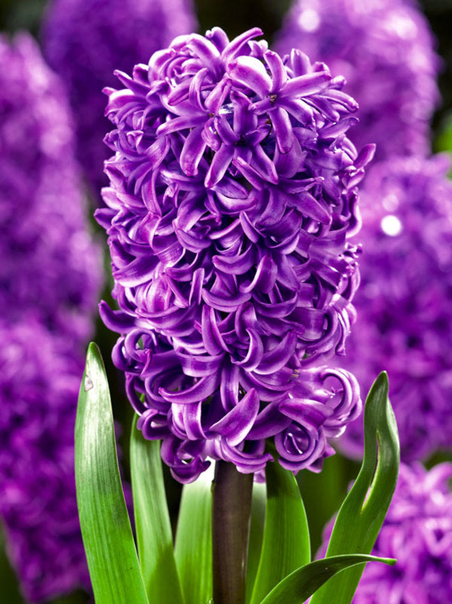 Hyacinths