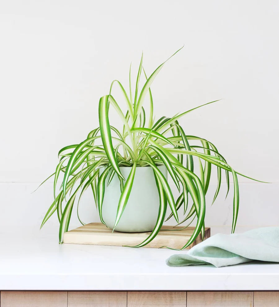 spider plant full size Spider Plant – Fragrance Plants and Flowers