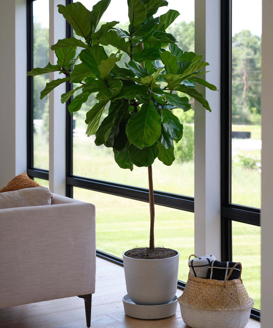 Fiddle Leaf Fig